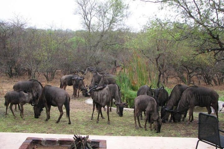 Turaco Lodge photo 5