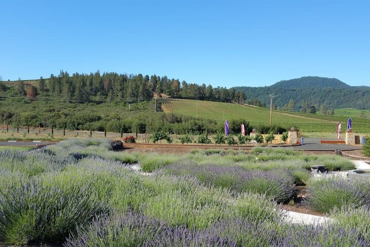 Thorn Hill Vineyard Villas photo 4