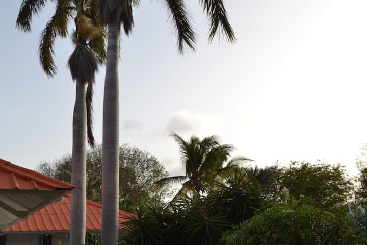 Palm Trees Apartments photo 3