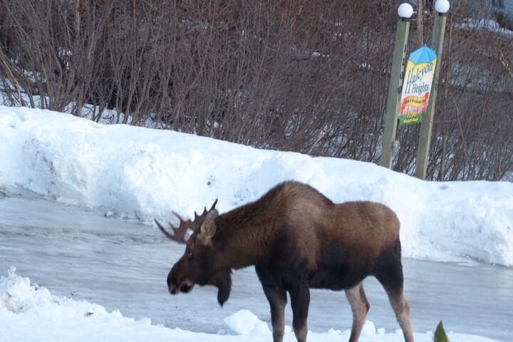Alaska Halcyon Heights Inn photo 3