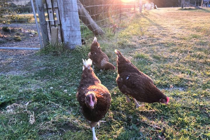 Bryn Glas Farm Stay photo 2
