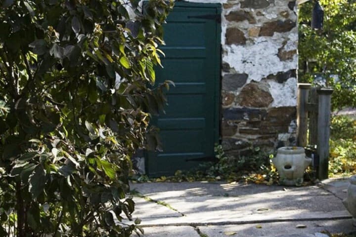Wild Wisteria photo 5