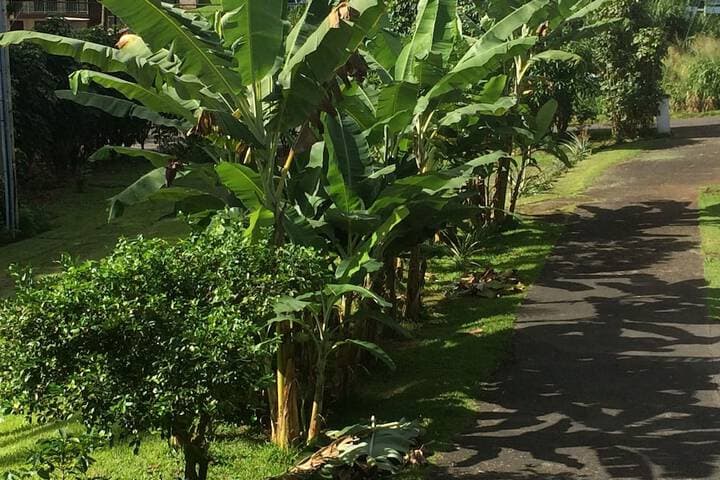Hilo Bay Oceanfront B&B photo 5