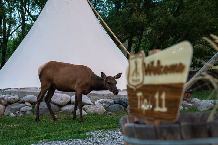 Dreamcatcher Tipi Hotel photo 2