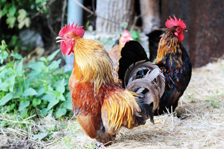 La Ferme des Isles photo 2