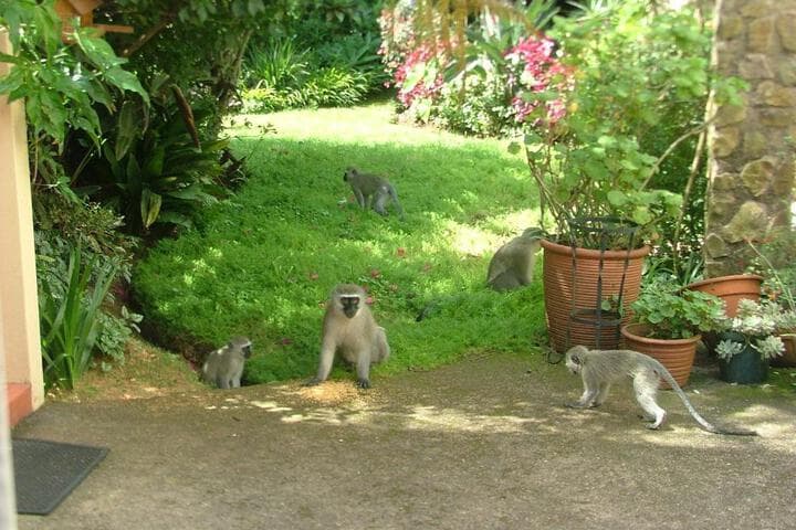 York House Guest House photo 4