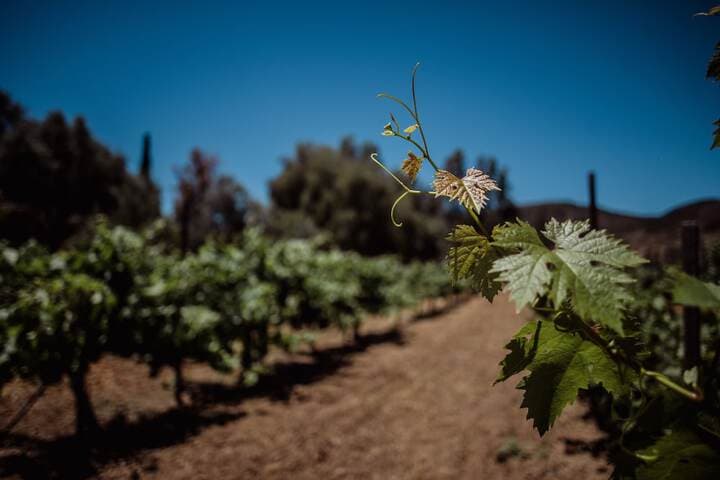 Rancho Toros Pintos photo 2