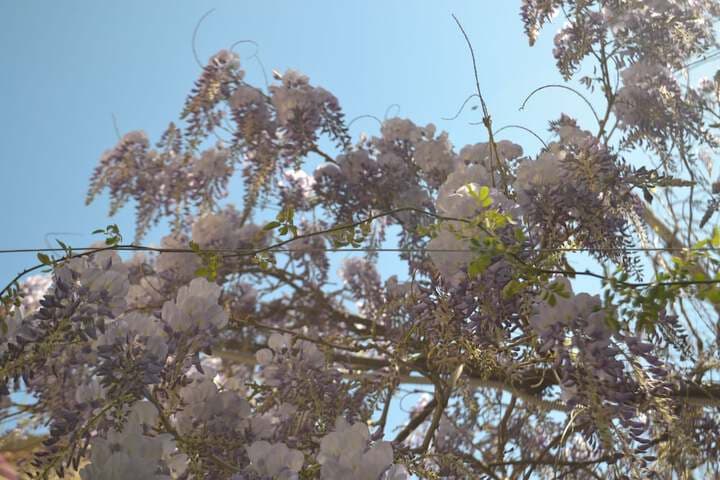 Sorrento Experience photo 3