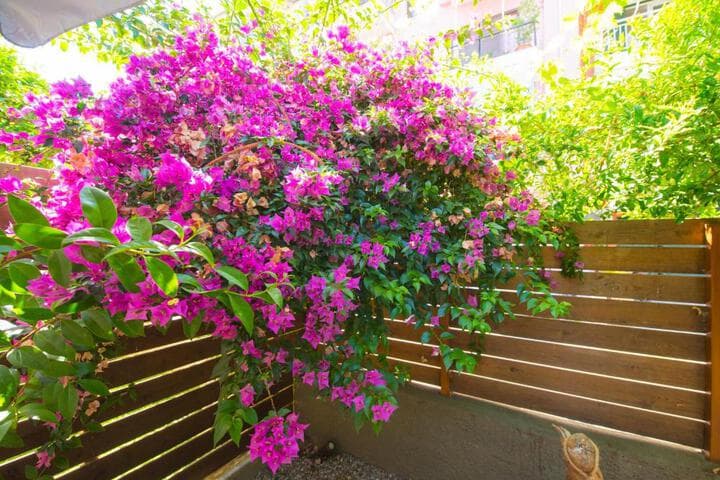 Casa Dina photo 2