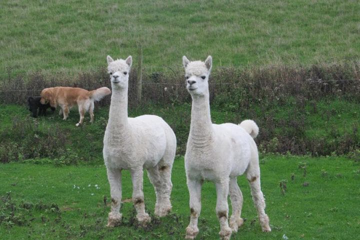 Upton Cross B&B photo 5