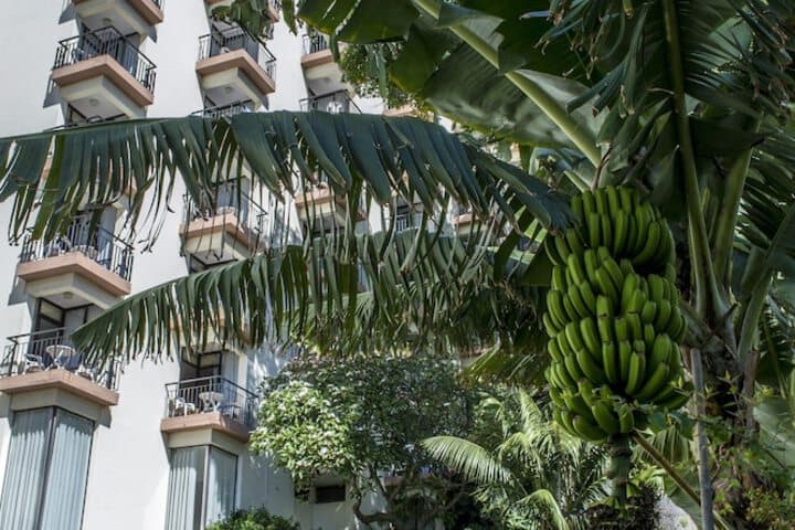 Dorisol Buganvilia Studio Hotel photo 3