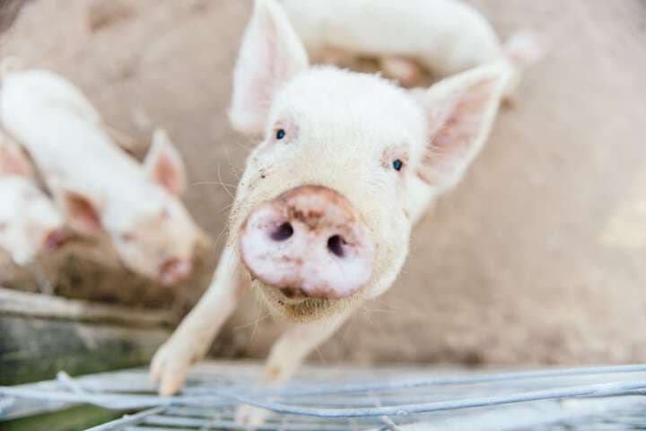 Blackwattle Farm B&B&Farm Stay photo 4