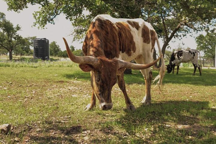 Best Fredericksburg Bed&Breakfast photo 3