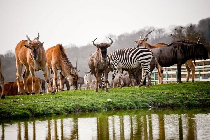 Port Lympne Reserve Livingstone Lodge photo 4