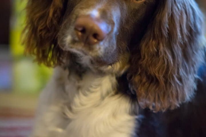 Kingsley Edinburgh photo 5