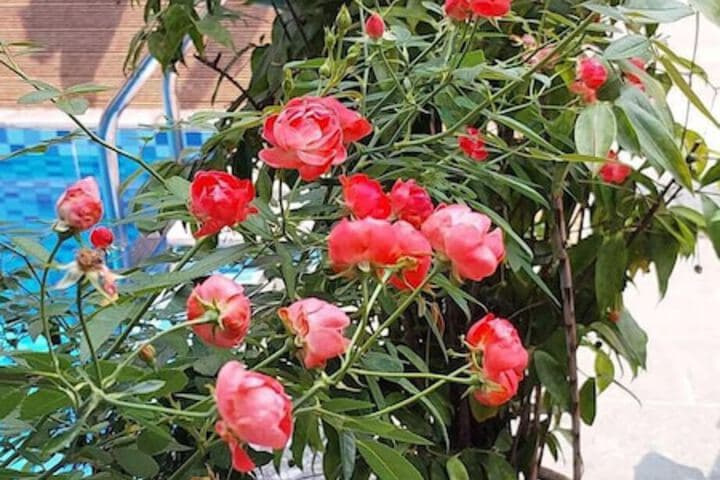 Hoi An Riverlife Homestay photo 2
