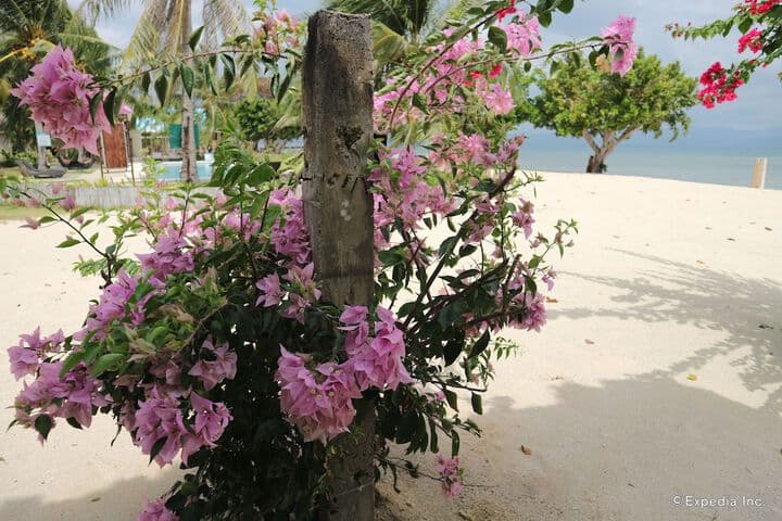 Dos Palmas Island Resort & Spa photo 3