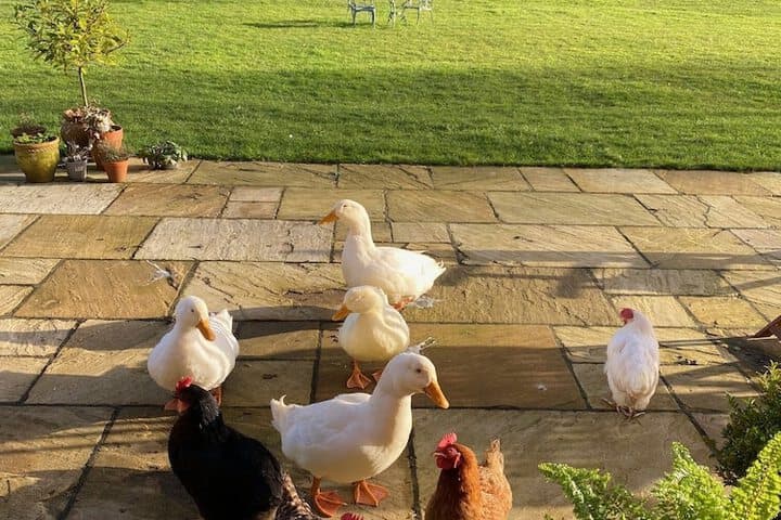 Reymerston Hall photo 3