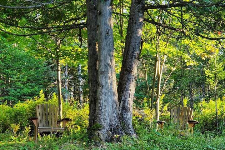 Le DEN de Tremblant photo 3