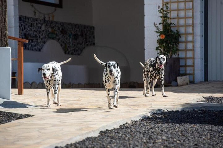 Villa La Perla photo 3