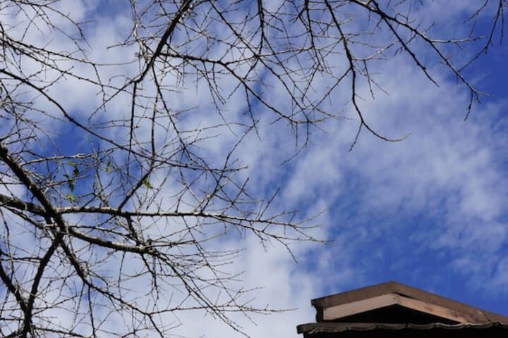 Sakura Villa photo 4