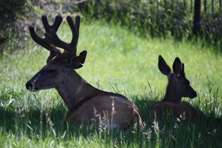 York Creek Bed&Breakfast photo 3