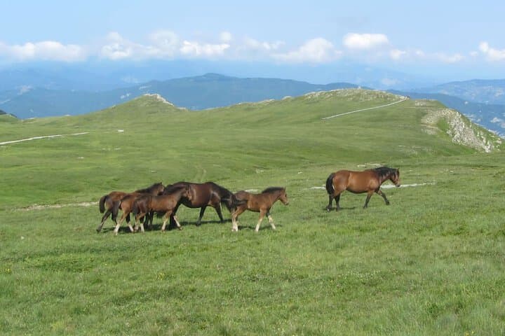 Residence Cimone photo 4