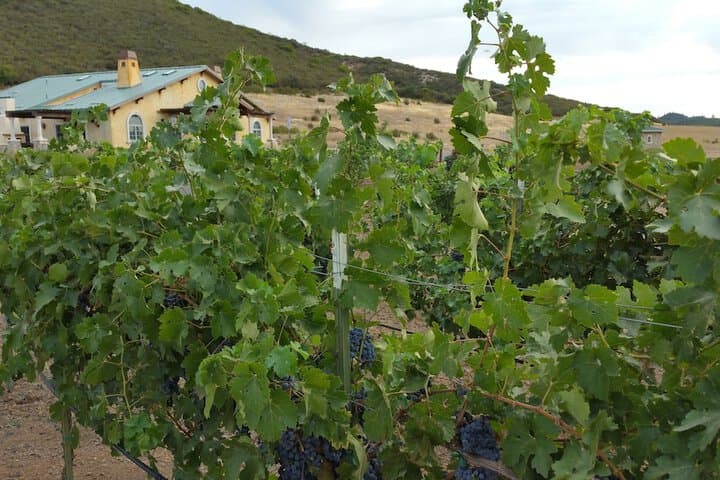 Thorn Hill Vineyard Villas photo 3