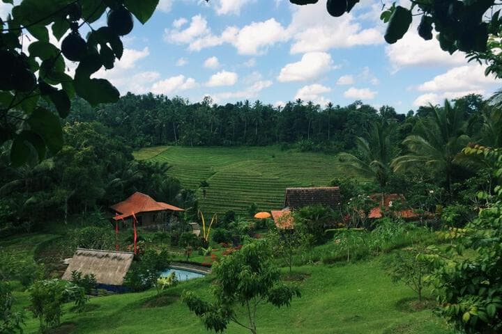 Bali Lush photo 4