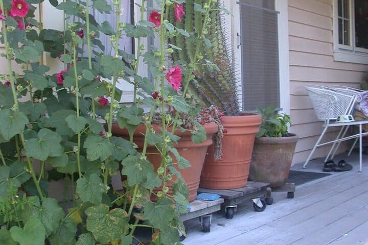 Hollyhock Country House photo 3