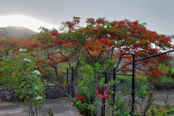 Neitas Nest Jamaican Bed & Breakfast photo 2