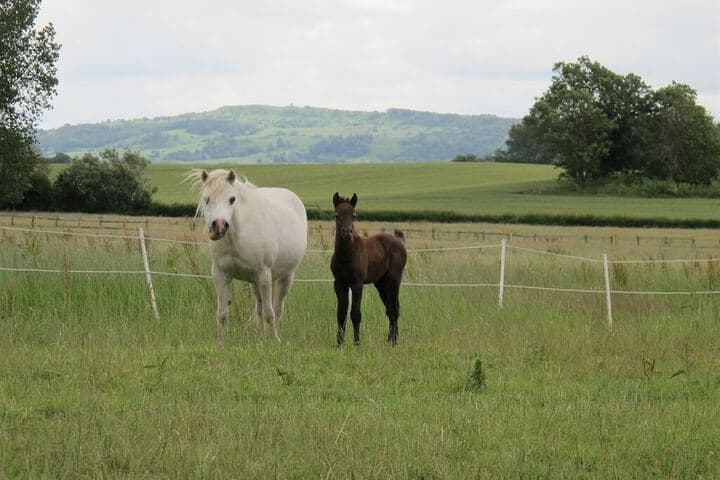 Bluebell Farm photo 5