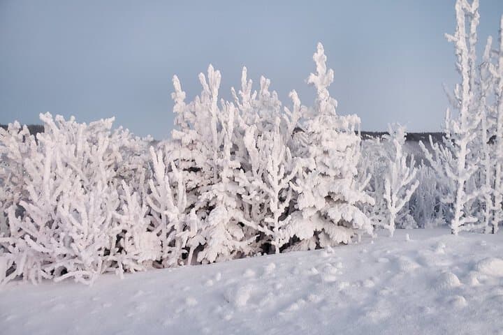 Alaska Spruce Cabins photo 4