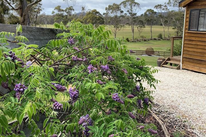 Hazelcreek Cottages photo 5