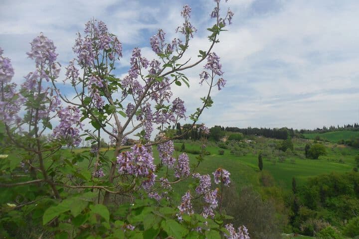 Fullino Nero photo 5