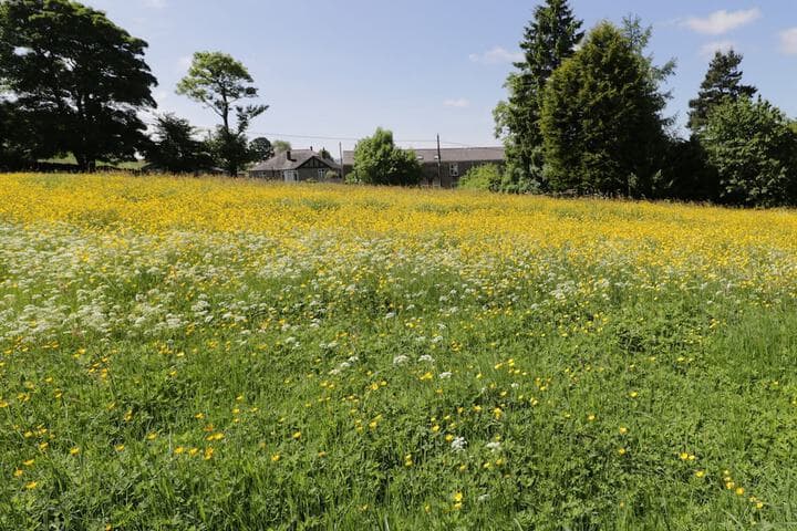 Buttercup Cottage photo 5