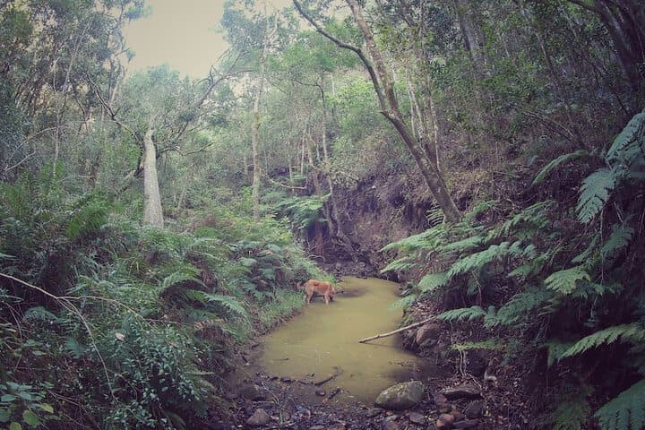 Woodlands Self Catering Knysna photo 4