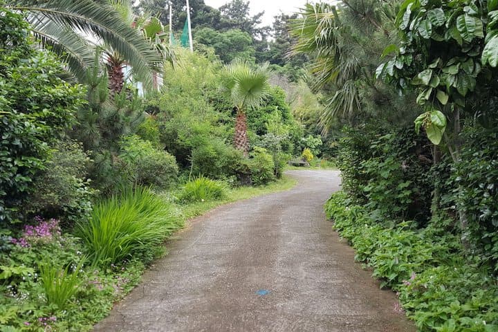 Dreaming Forest photo 4