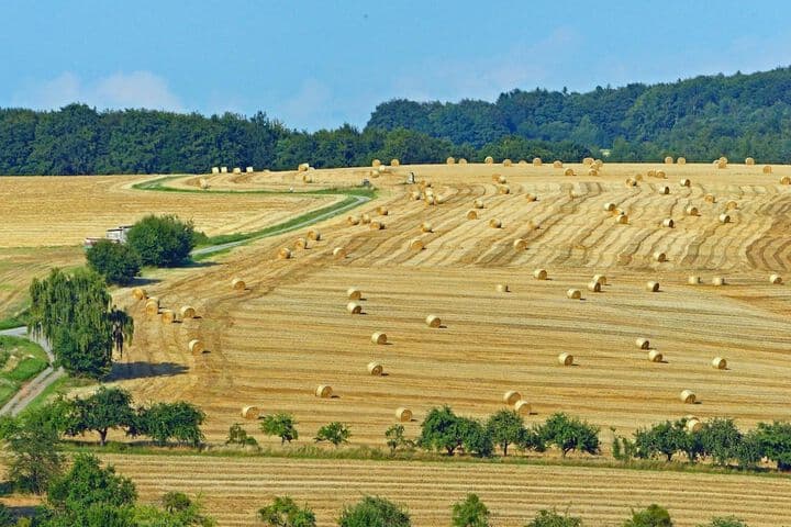 Landgasthof Grüner Baum photo 1