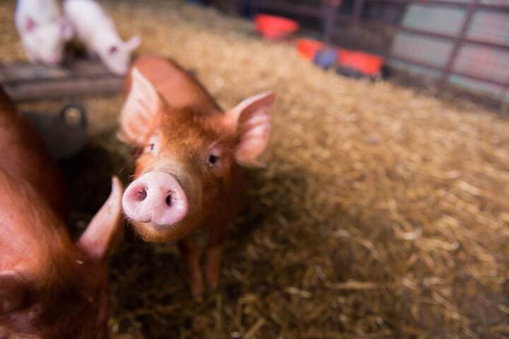 Huntlands Farm photo 2