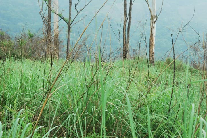Green Spaces Munnar photo 5