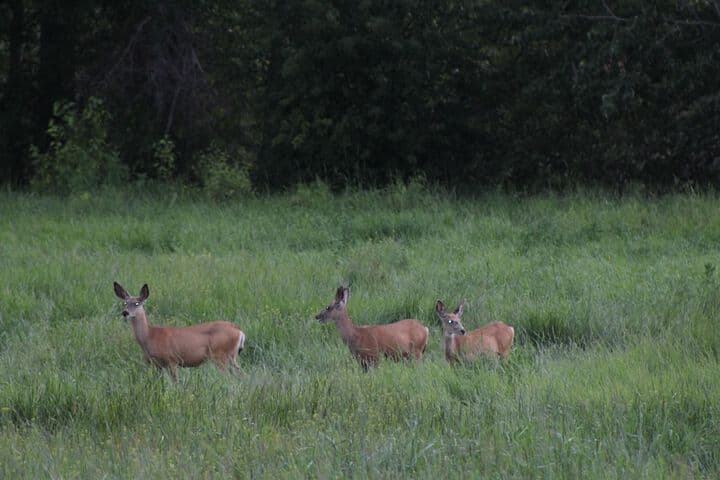Bitterroot River B&B photo 3