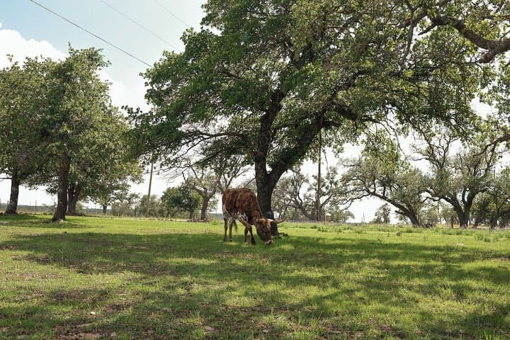 Best Fredericksburg Bed&Breakfast photo 2