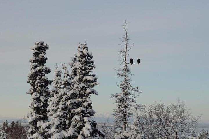 Alaska Sundance Retreat B&B photo 4