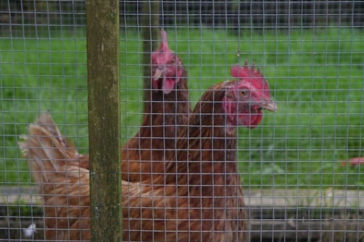Hurst Farm photo 3