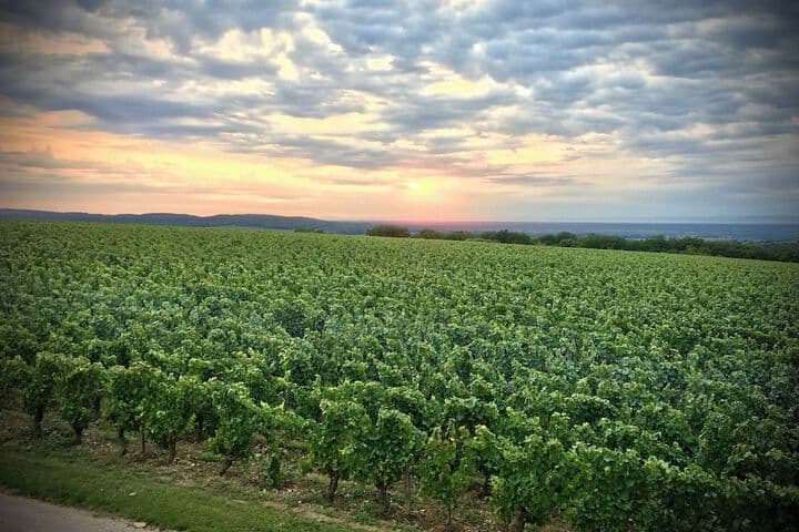 Domaine Joseph Lafarge photo 4