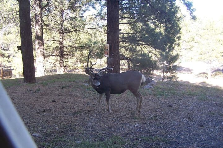 Arizona Mountain Inn&Cabins photo 2