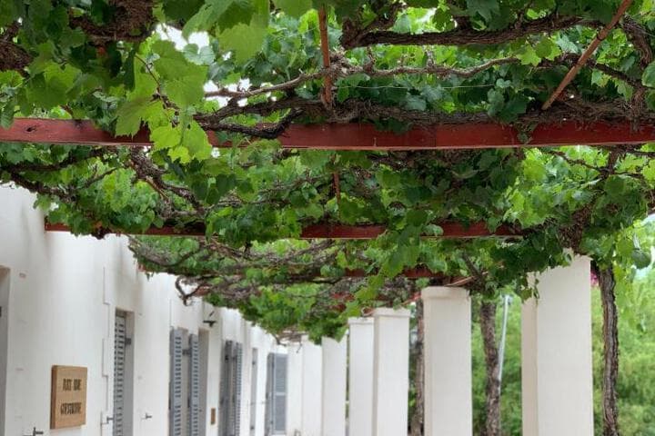 Port Wine Guesthouse photo 3