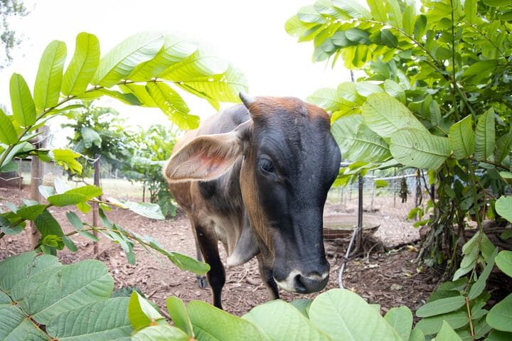 Batchelor Butterfly Farm photo 3
