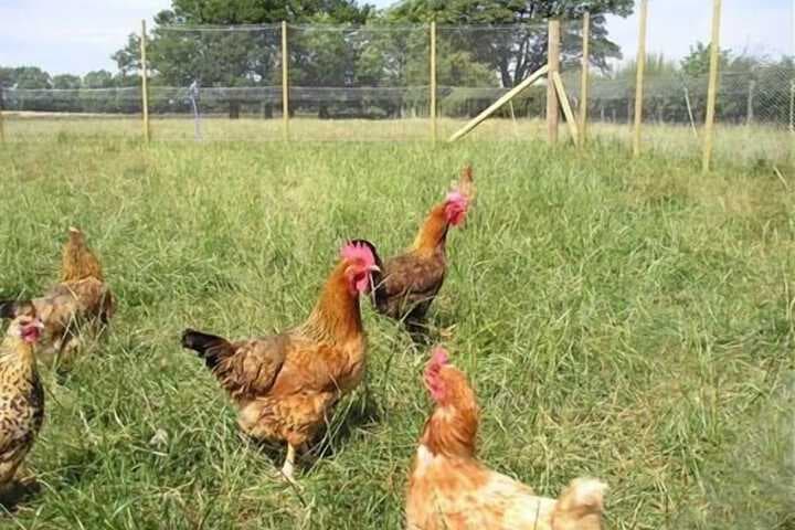 Whashton Springs Farm photo 3